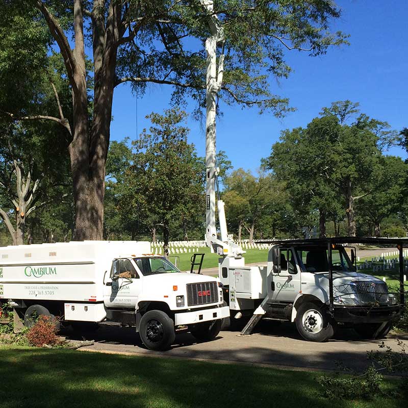 Commercial Tree Service Gulfport MS