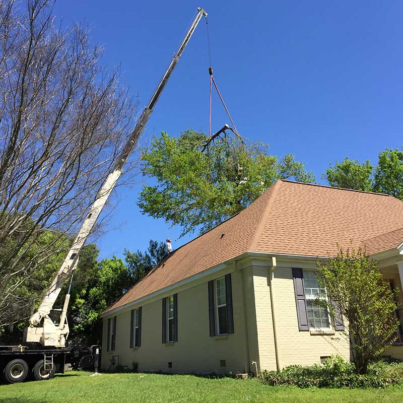 Residential Tree Service Pascagoula MS