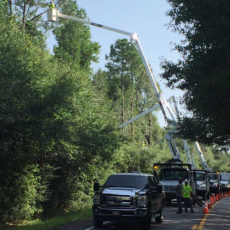 Tree Care Gulfport MS